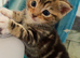4 month old male kittens