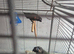 Bonded pair pearly conures