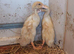 Indian runner duck FEMALES