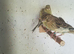 For sale young agate canary