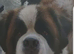 Fantastic Saint bernard stud
