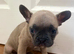 French Bulldog Puppies for Sale