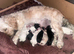 Puppies