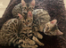 Stunning Bengal Cats &ndash; Very Playful & Affectionate &ndash; Need Loving Home