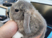 Beautiful Mini lop looking good a home
