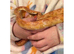 Corn snake with full set up
