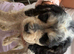 cocker spaniels