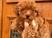 One girl available Maltipoo
