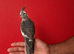 Super hand tamed baby cockatiel