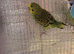 Budgie babies