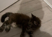 Maine coon