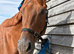 16.3 chestnut gelding