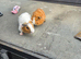 Male guinea pigs