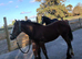 Cob filly foal
