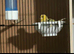 Pair and canaries and set up