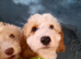 Fabulous Sproodle Pups