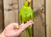Ring neck parrot