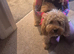 10 months cavapoo