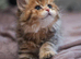1 british longhair girl