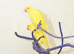 Baby Yellow Ring Neck Talking Parrots,9