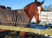 3 year old registered irish draught mare.