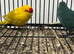 Various Stunning Baby  Kakarikis