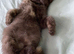 British shorthair for sale