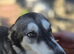 husky female
