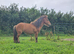 Lovely Little Gelding 8.3hh 5yo