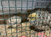 Jumbo quail chicks