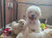 Bichon frise