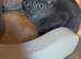 Stunning Russian blue kitten last one left