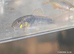 Gold shoulder schultzei Corydoras