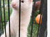Ferrets 2x girls for sale in Basingstoke
