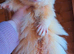 Half Angora ready now