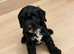 Cockapoo puppies