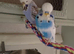 Few pairs of budgies for sale this year's birds