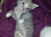 beautiful babies for sale