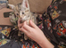 Kitten
