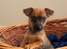 Jack russellXChihuahua puppies