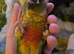 Hand reared Conure!