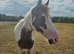 Cob x Thoroughbred Mare