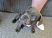 Male french bulldog puppy
