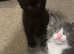 2 male kitten