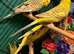Young Indoor-Raised Budgies — perfect pets Cheshire
