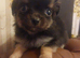 Beautiful long hair chihuahuas