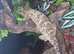 CB23 nuu ami leachianus gecko
