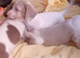 Mini Dachshund GIRL...ready NOW