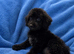 Labradoodle F1B Health clear pups