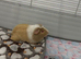 Make guinea pig
